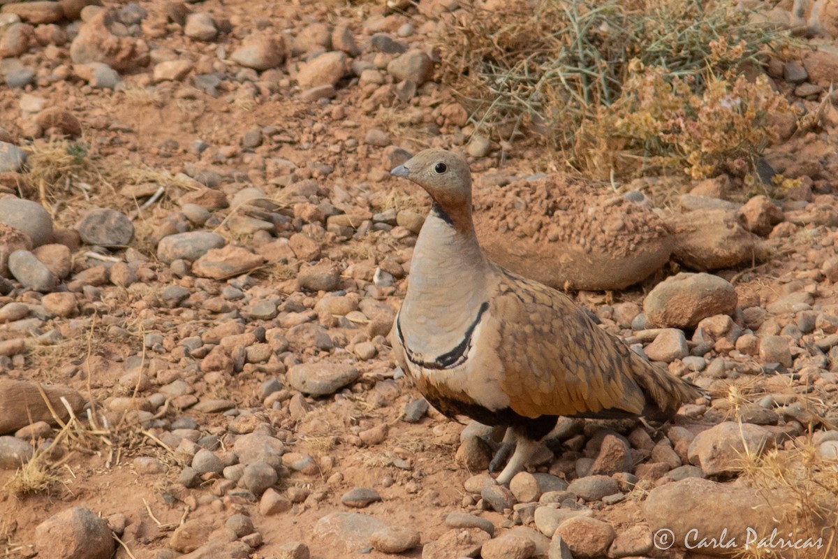 Ganga unibande - ML644157340