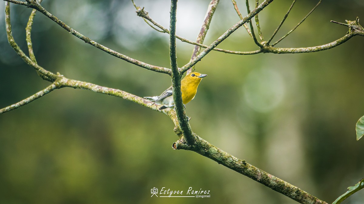 Sarı Gerdanlı Vireo - ML644157353
