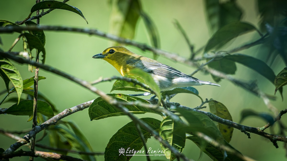 Sarı Gerdanlı Vireo - ML644157354