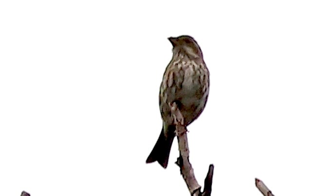 House/Purple Finch - ML644157362