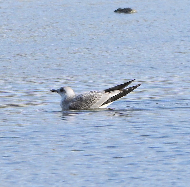Common Gull - ML644157397