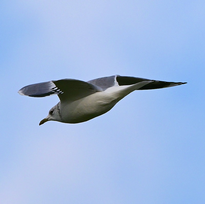 Common Gull - ML644157398