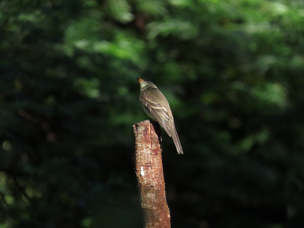 Eastern Wood-Pewee - ML644157422