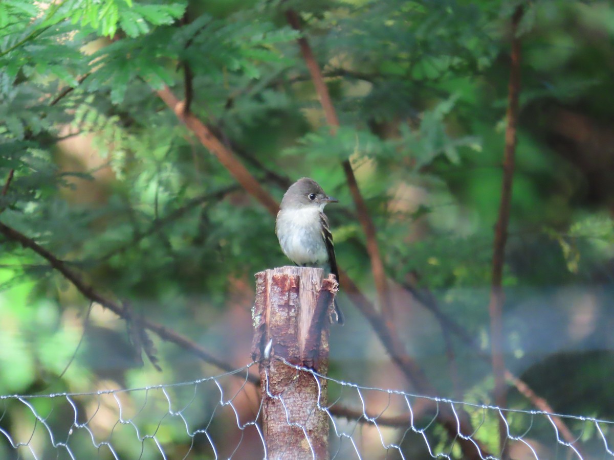 Eastern Wood-Pewee - ML644157429