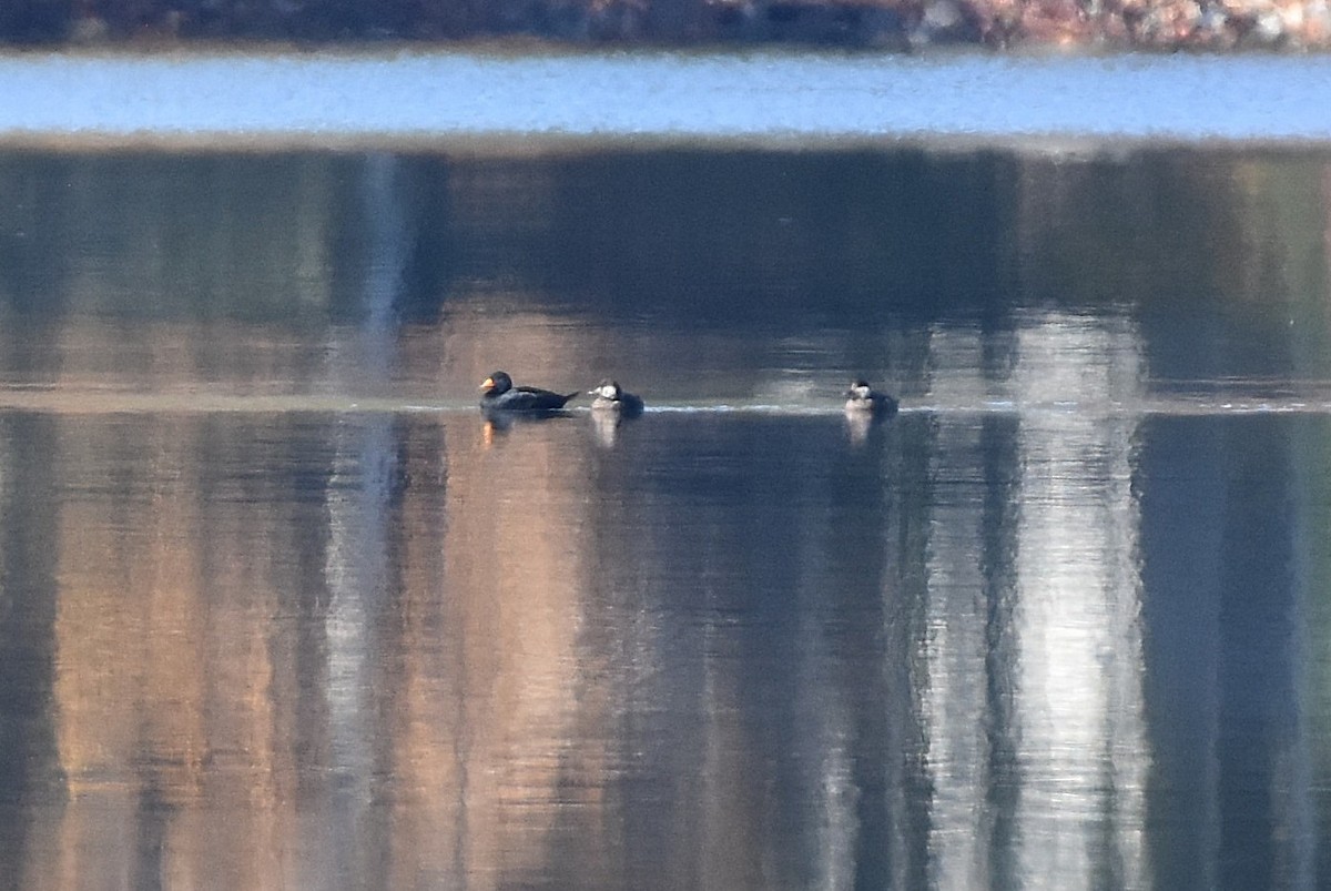 Black Scoter - ML644157471