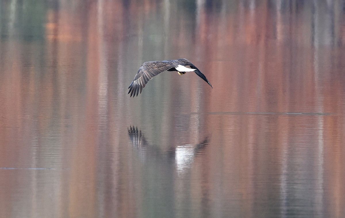 Bald Eagle - ML644157498