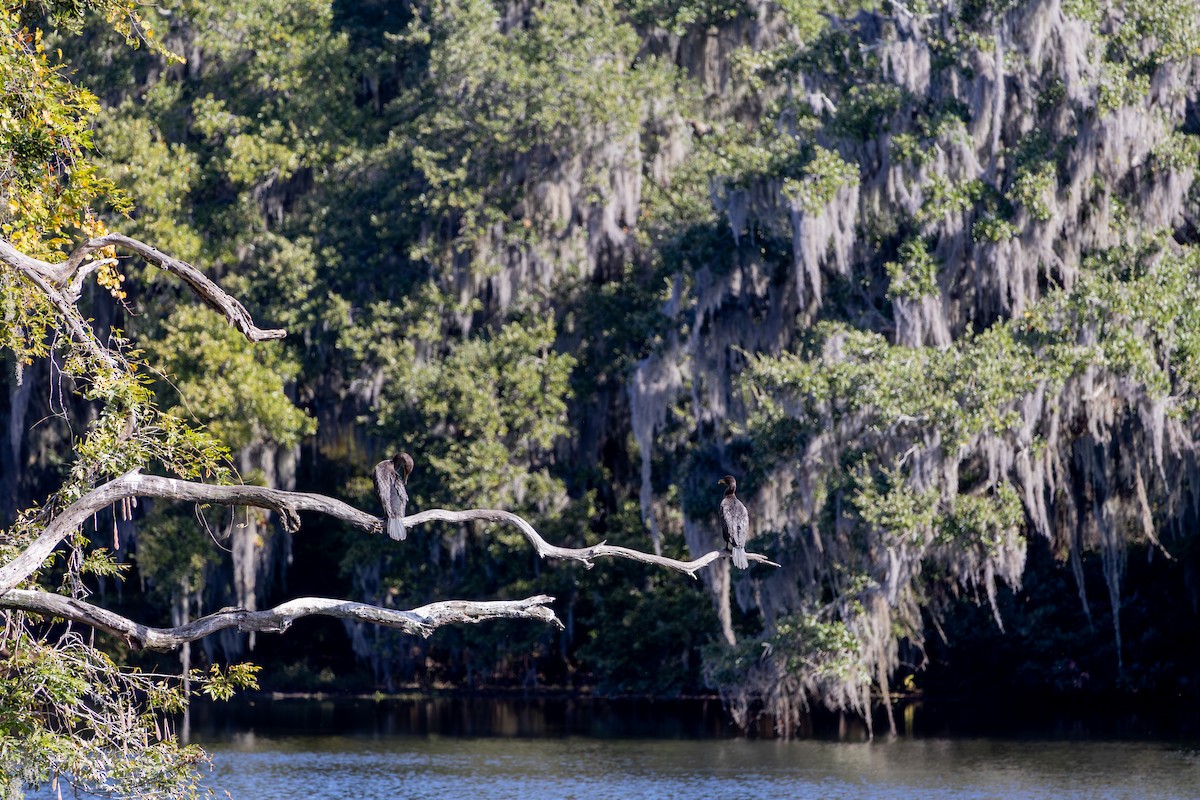 Double-crested Cormorant - ML644157502