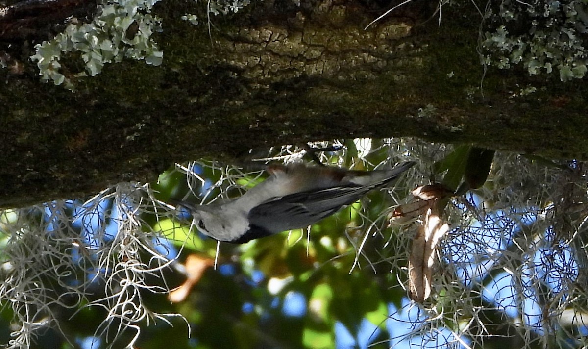 White-breasted Nuthatch - ML644157510