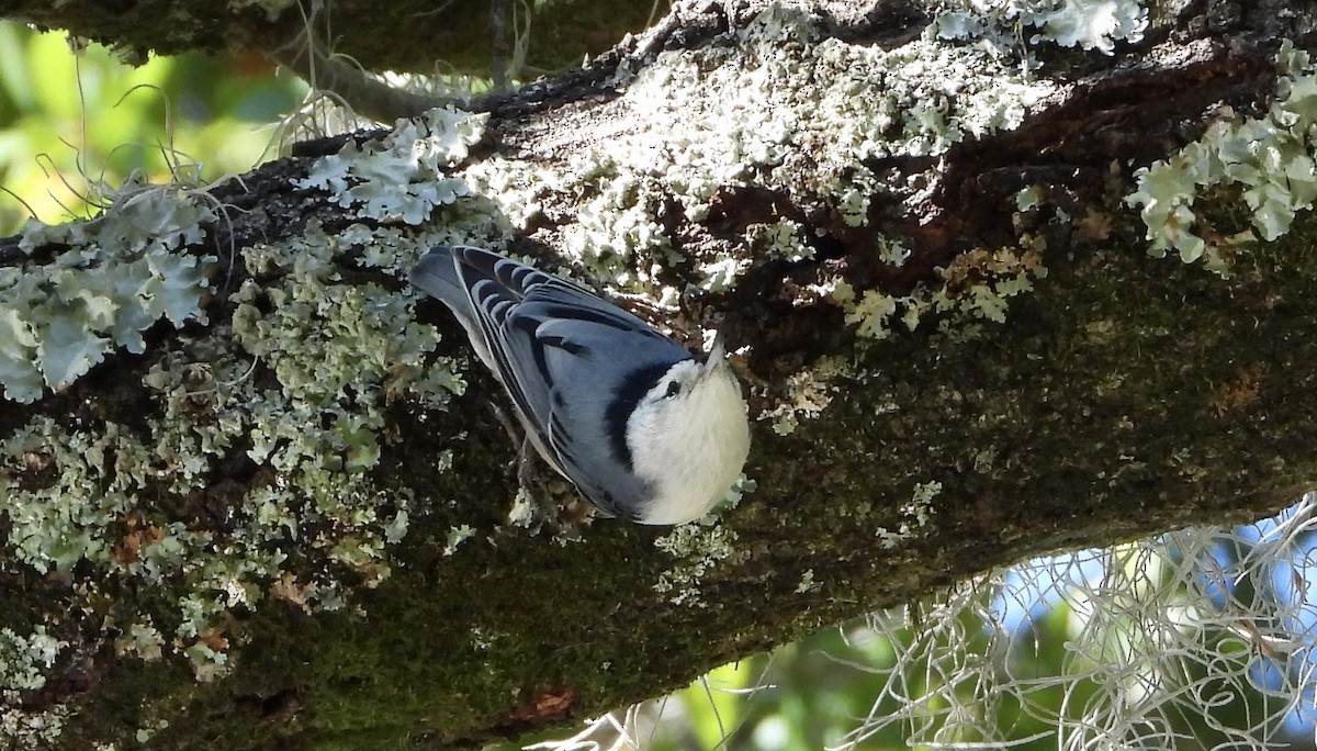 White-breasted Nuthatch - ML644157511