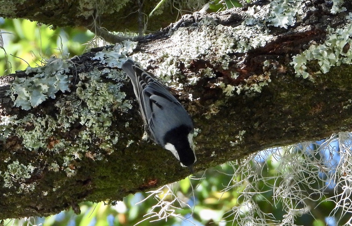 White-breasted Nuthatch - ML644157512
