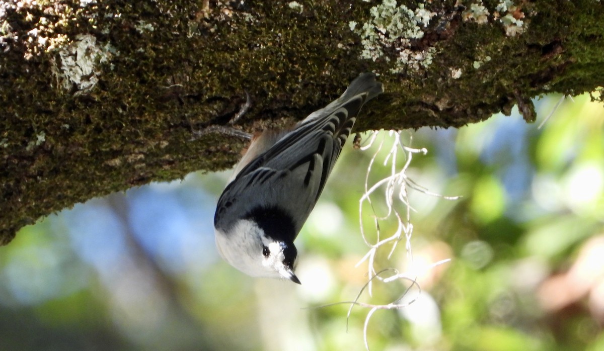 White-breasted Nuthatch - ML644157514