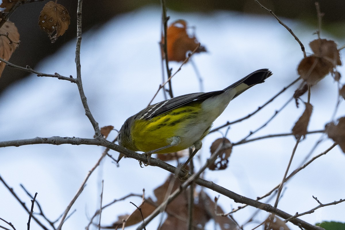 Magnolia Warbler - ML644157543