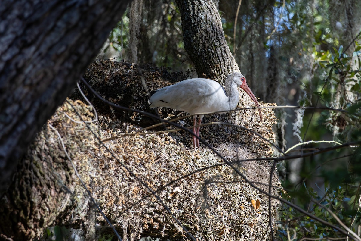 White Ibis - ML644157544