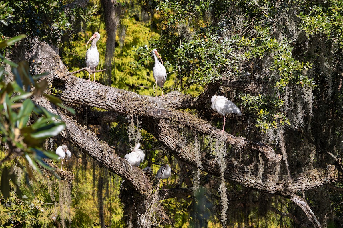 White Ibis - ML644157545