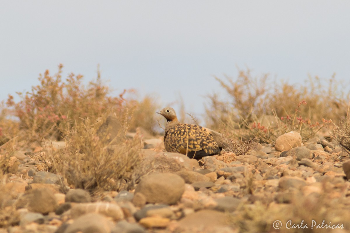 Ganga unibande - ML644157554