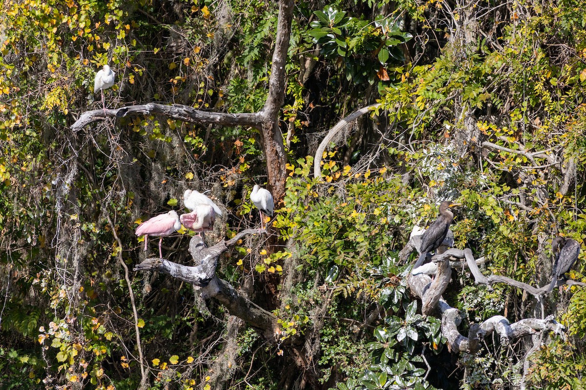 Roseate Spoonbill - ML644157556