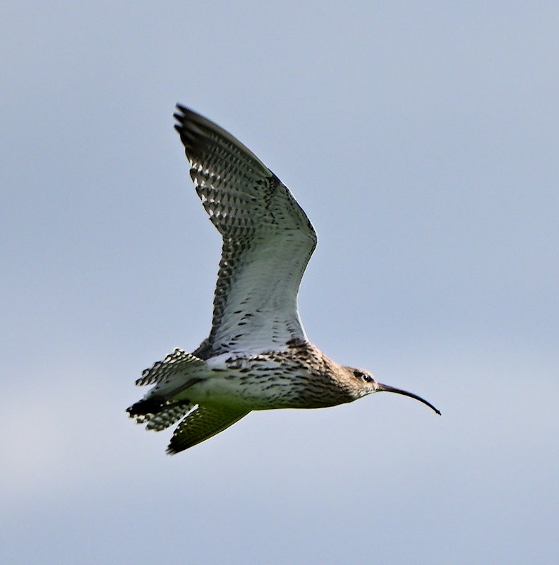 Eurasian Curlew - ML644157557