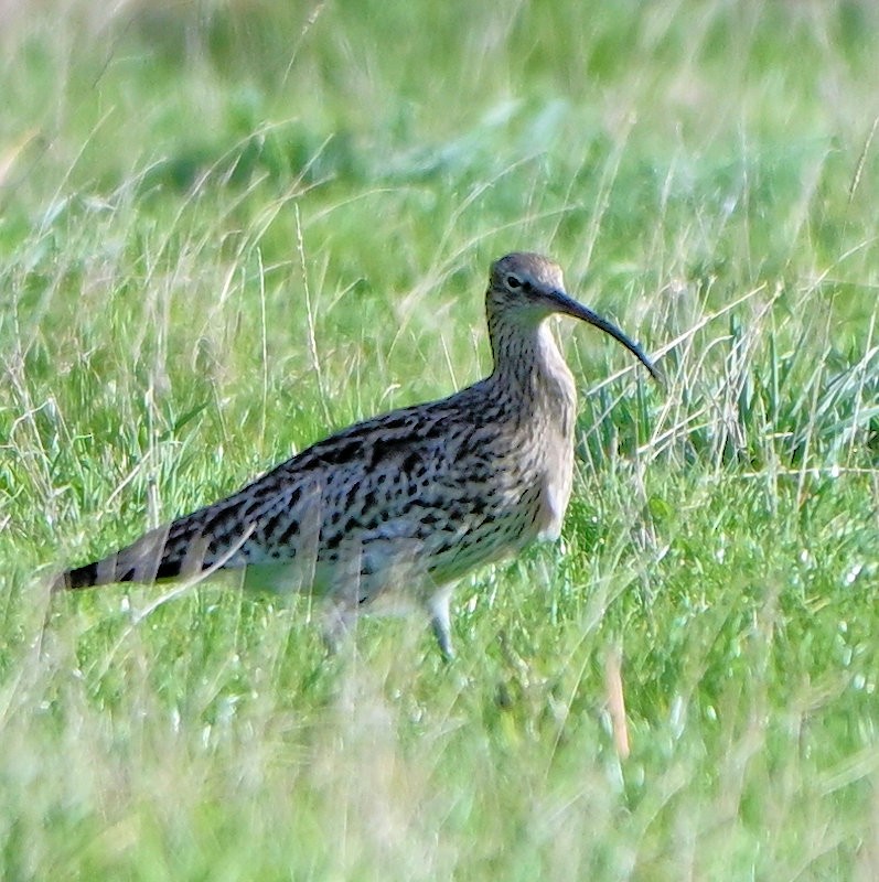 Eurasian Curlew - ML644157558