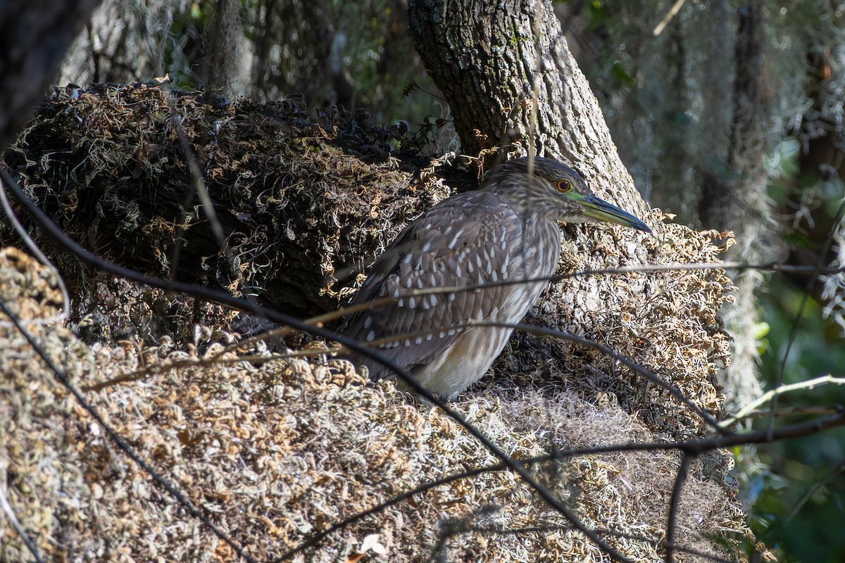 Black-crowned Night Heron - ML644157583