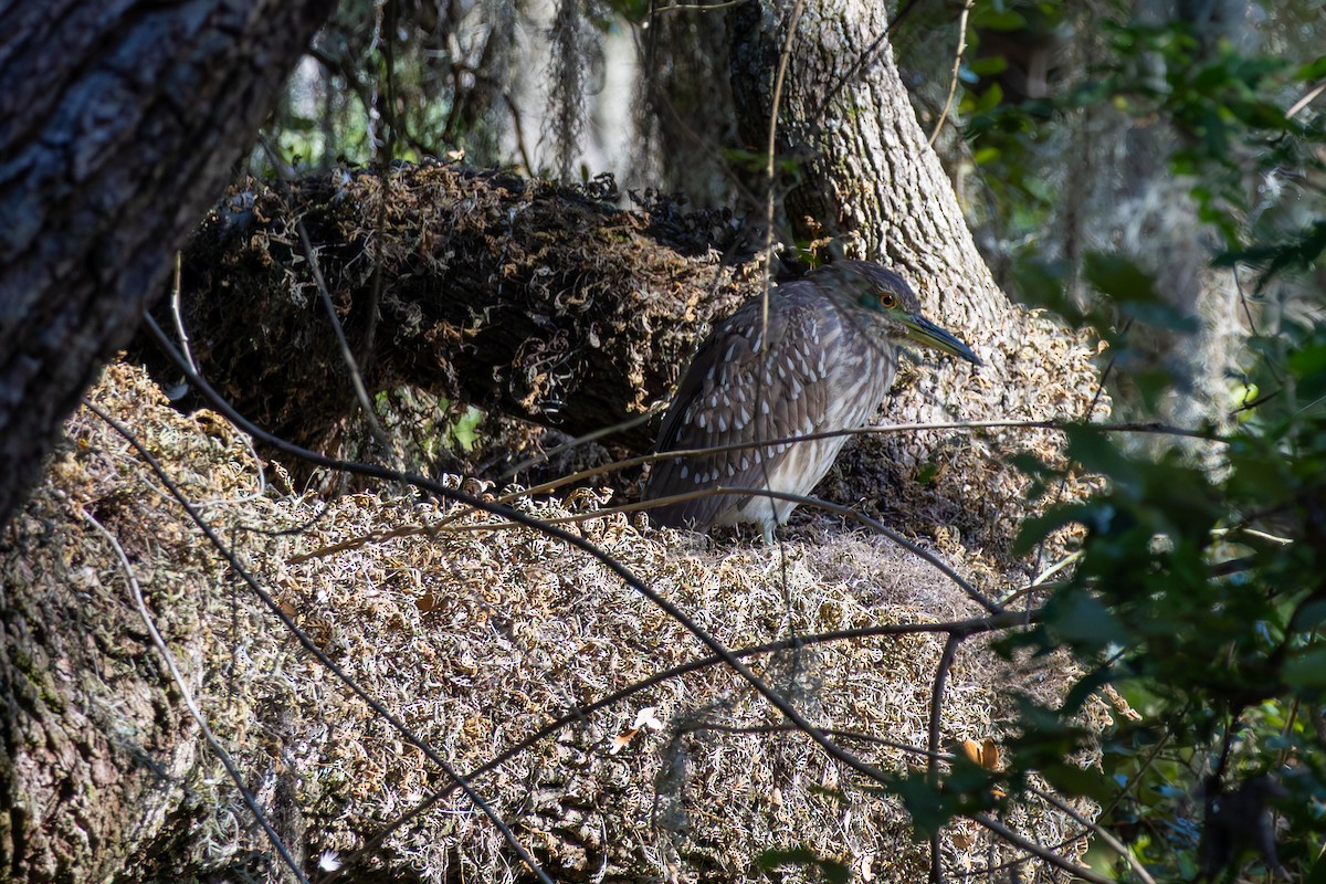 Black-crowned Night Heron - ML644157584