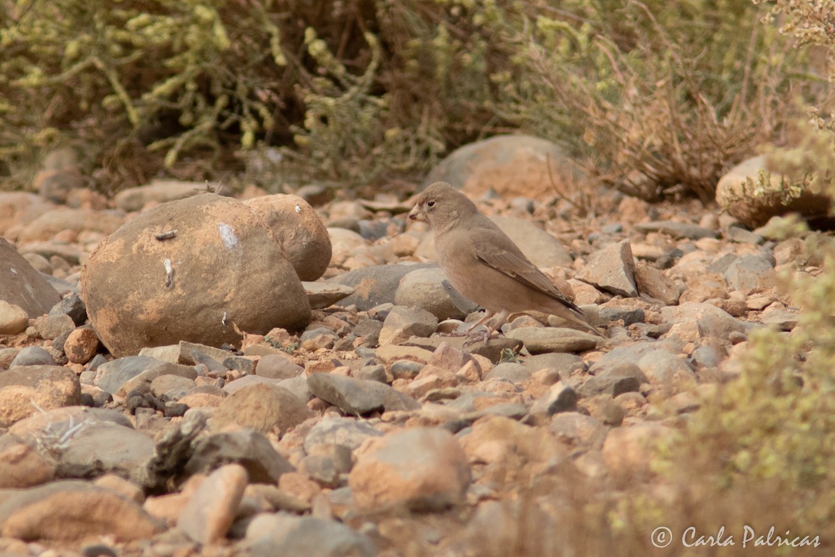 Trumpeter Finch - ML644157588