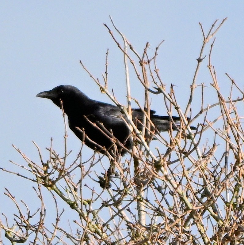 Carrion Crow - ML644157607