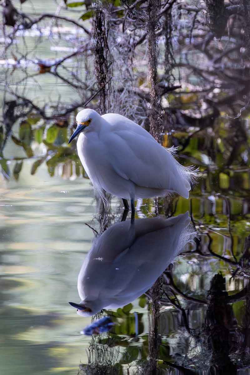 Snowy Egret - ML644157622