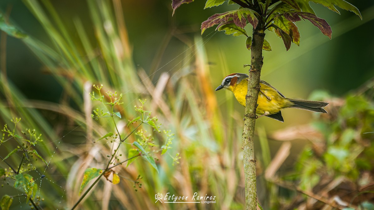 Chestnut-capped Warbler - ML644157625