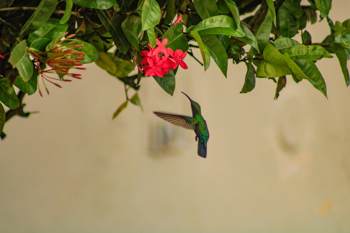 Green-throated Carib - ML644157627