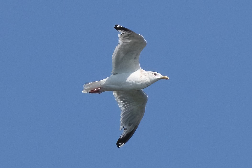 Vega Gull - ML644157631