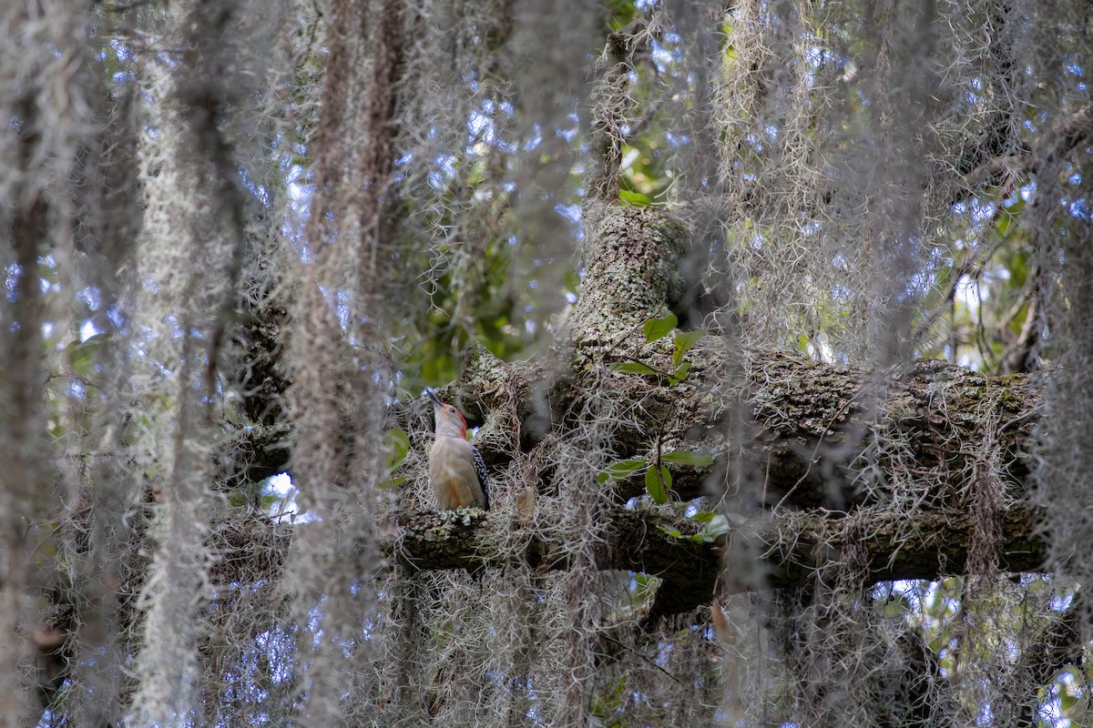 Red-bellied Woodpecker - ML644157640