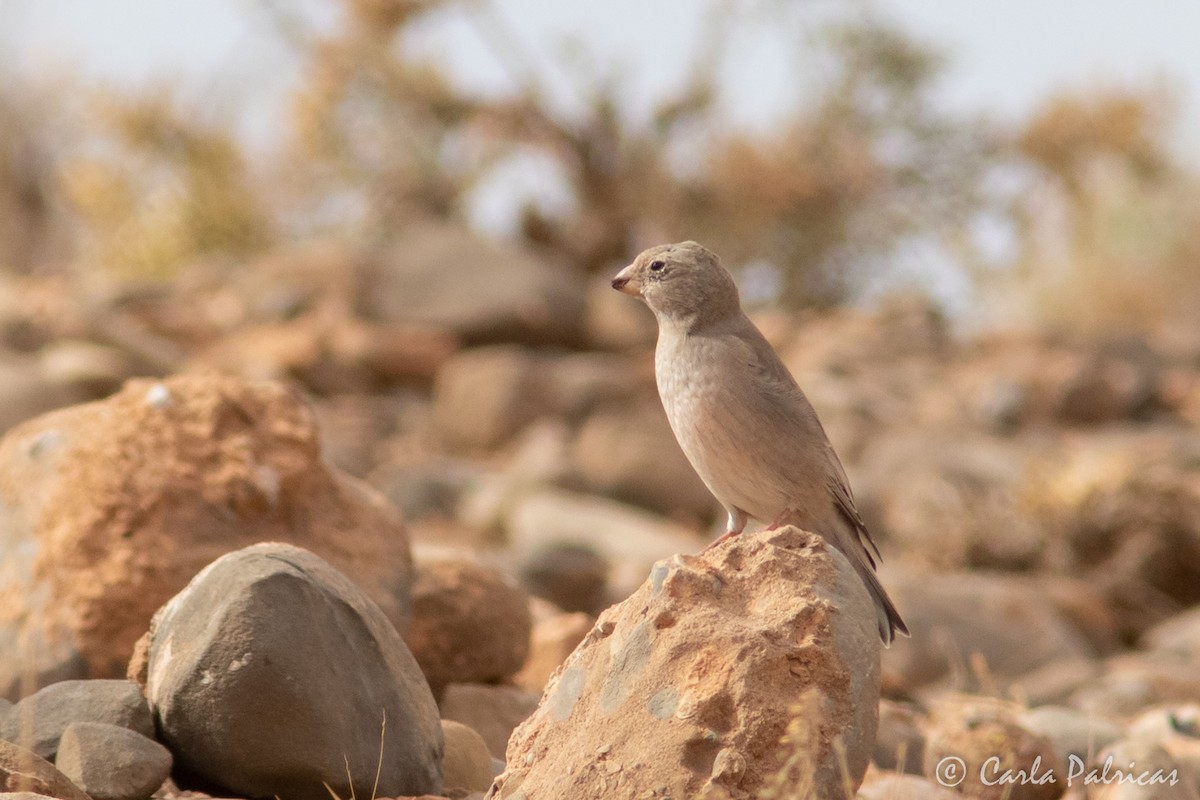 Trumpeter Finch - ML644157645