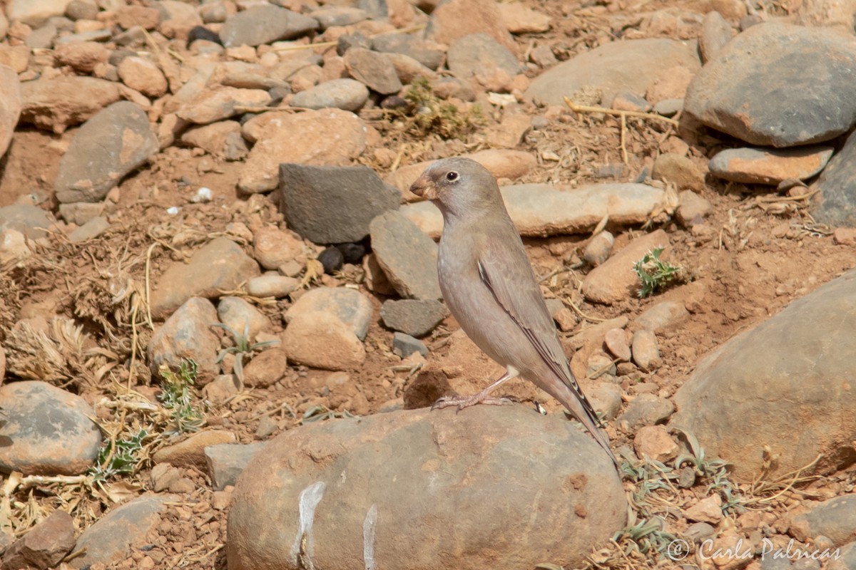 Trumpeter Finch - ML644157655
