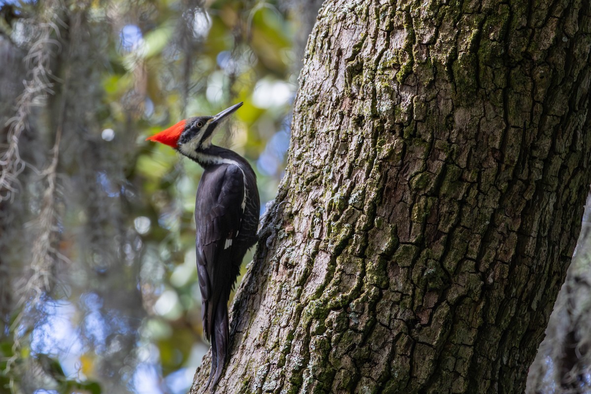 Pileated Woodpecker - ML644157676