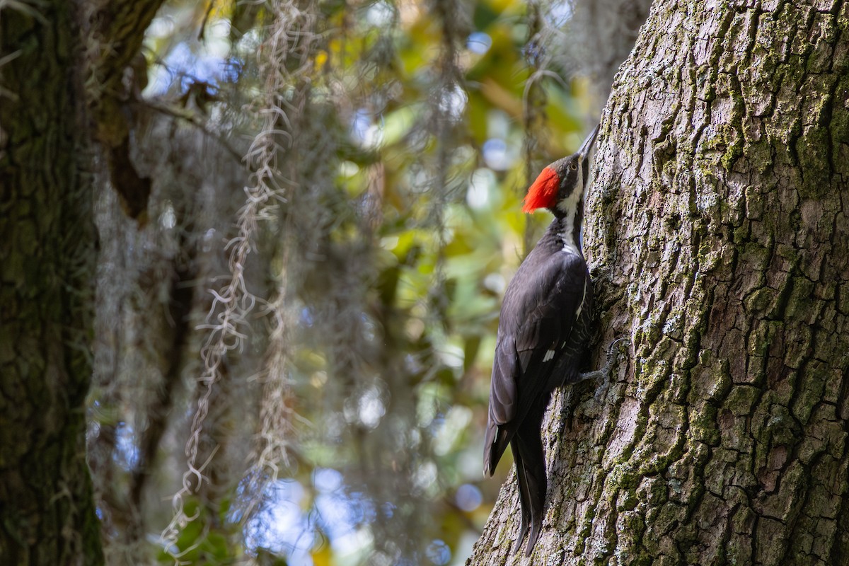 Pileated Woodpecker - ML644157677