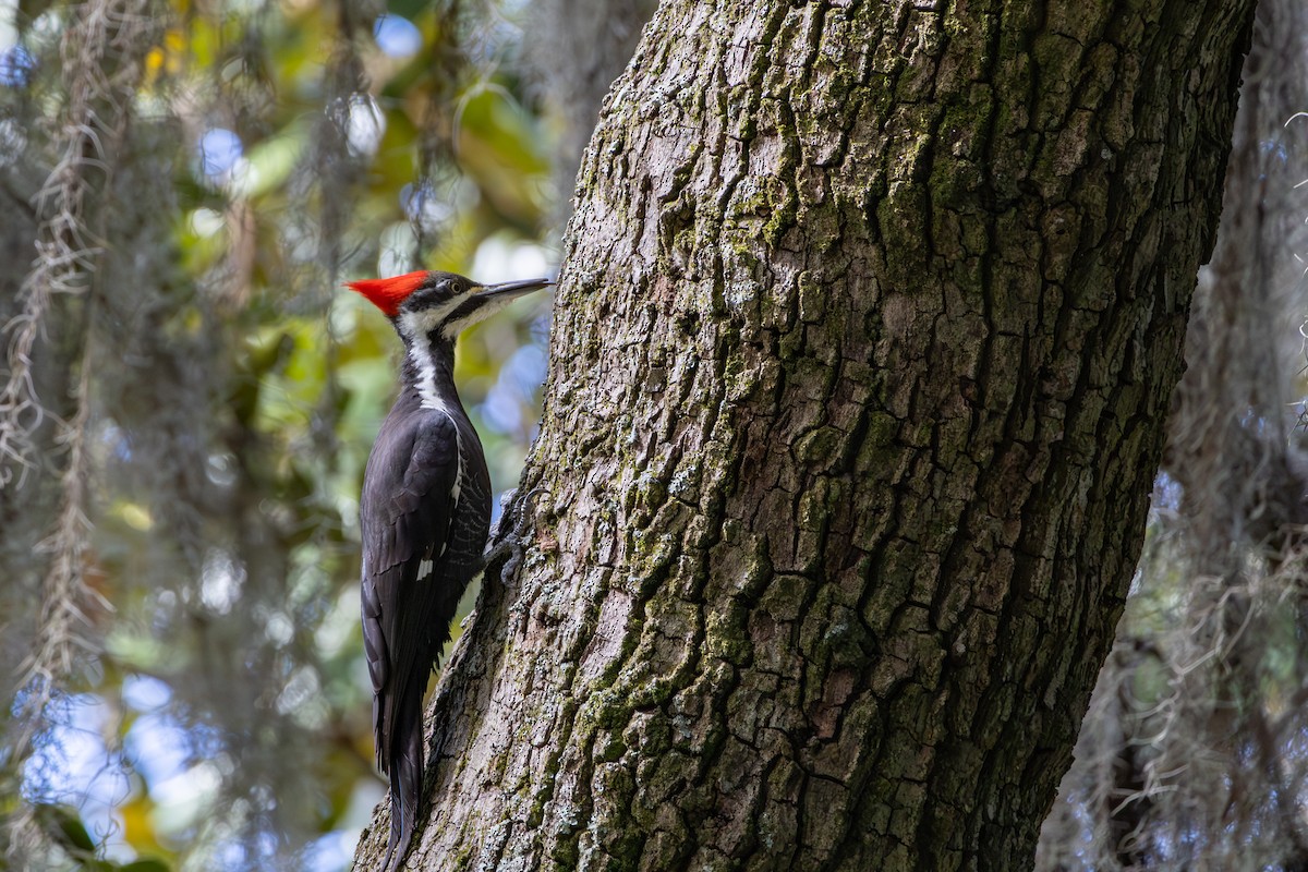 Pileated Woodpecker - ML644157678