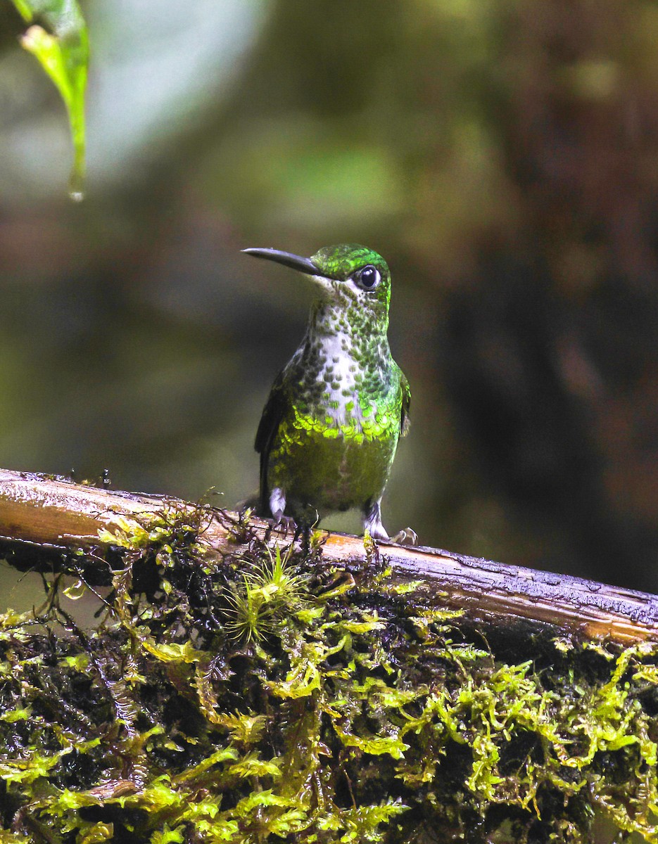 İmparator Pırıltı - ML644157684