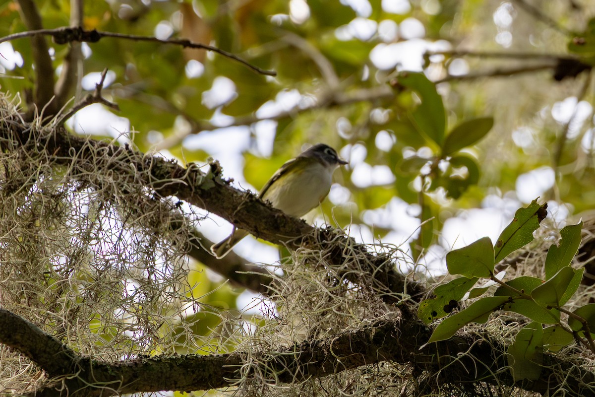 Blue-headed Vireo - ML644157704