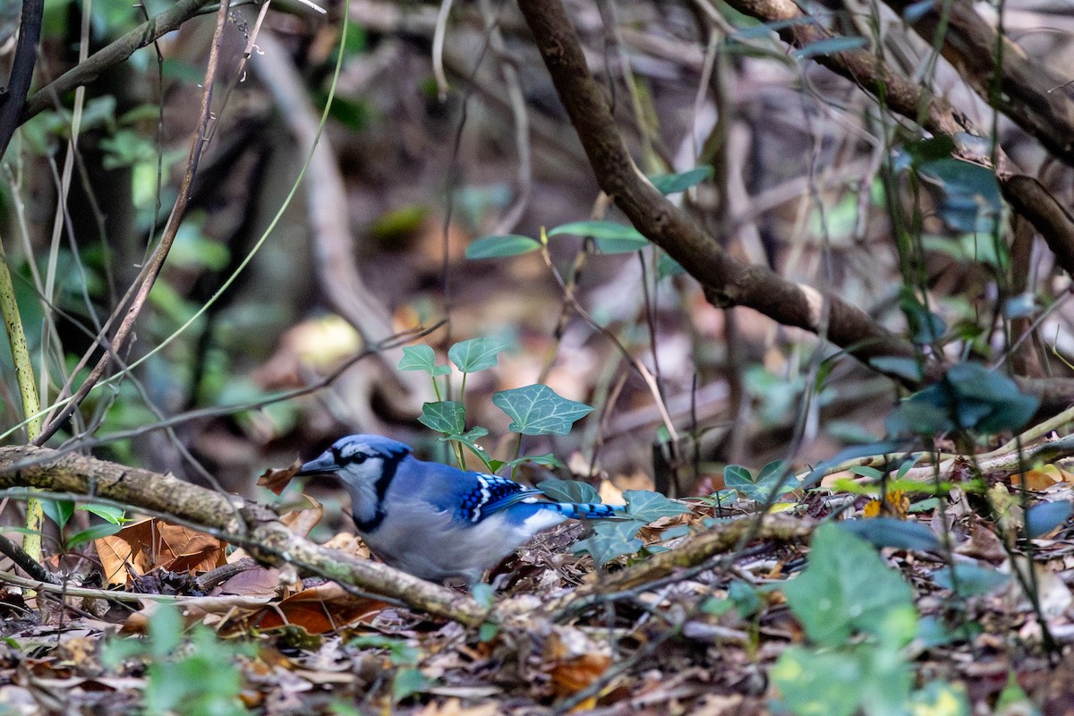 Blue Jay - ML644157724