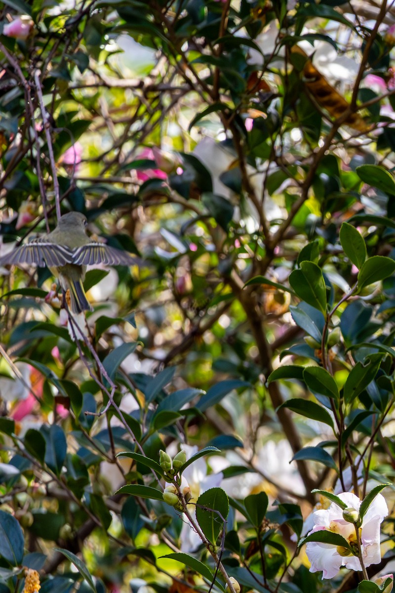 Ruby-crowned Kinglet - ML644157743