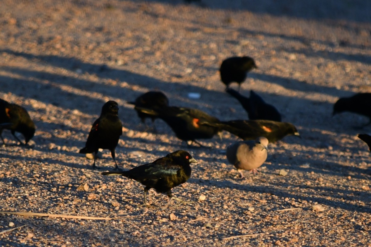 Bronzed Cowbird - ML644157755