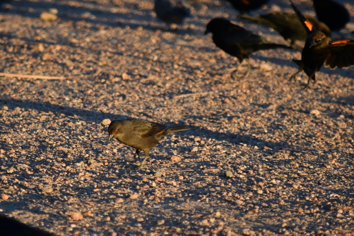 Bronzed Cowbird - ML644157756