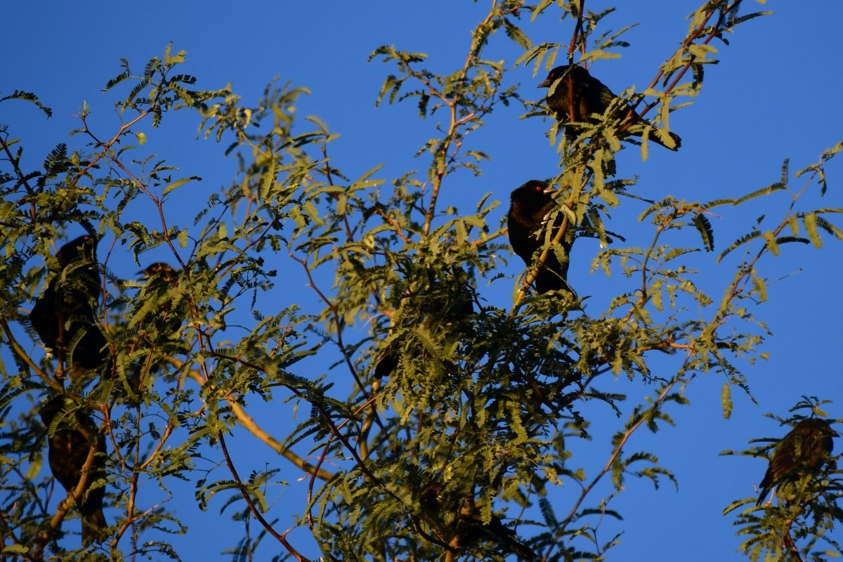 Bronzed Cowbird - ML644157757