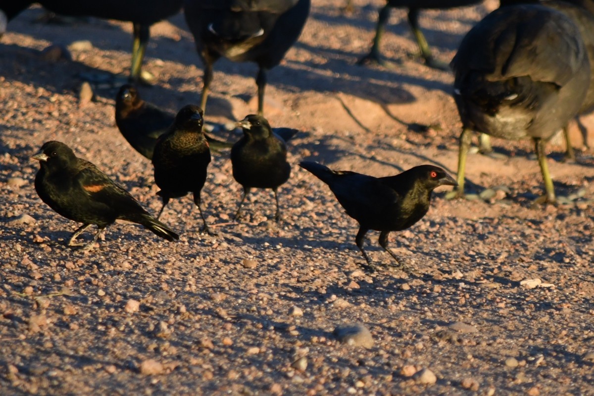Bronzed Cowbird - ML644157758