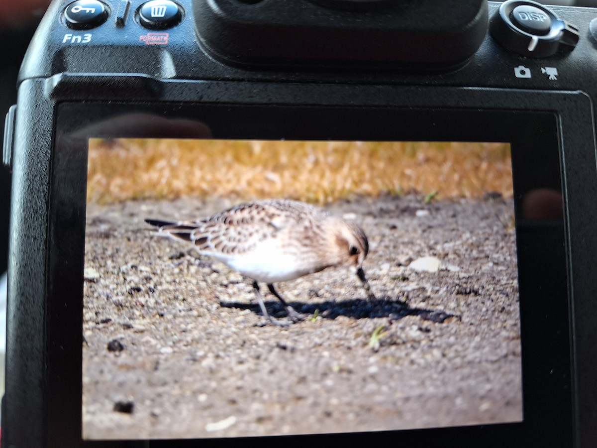 Baird's Sandpiper - ML644157775