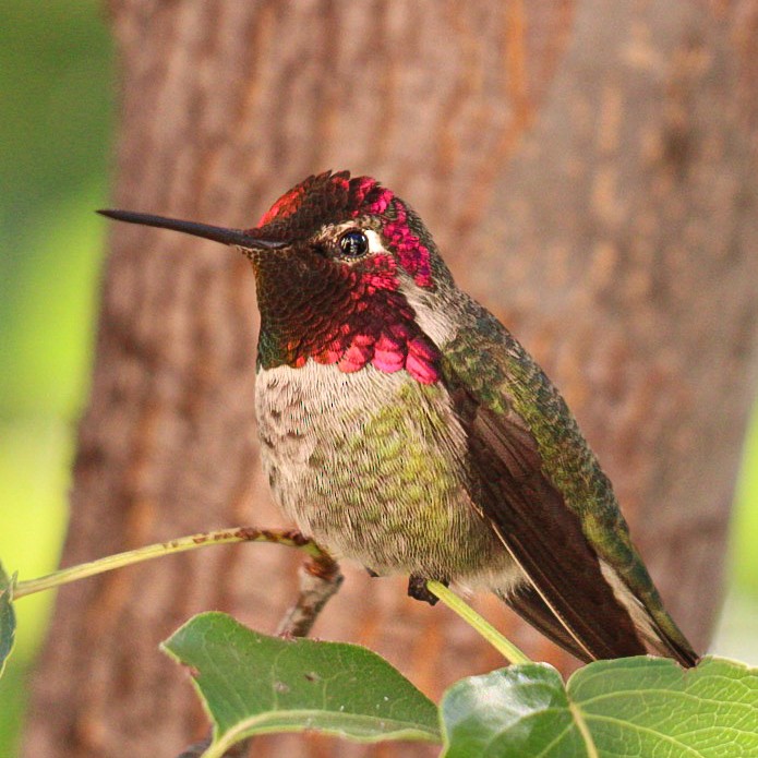 Anna's Hummingbird - ML644157776