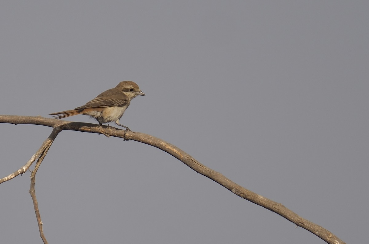 Сорокопуд горихвістковий - ML644157777