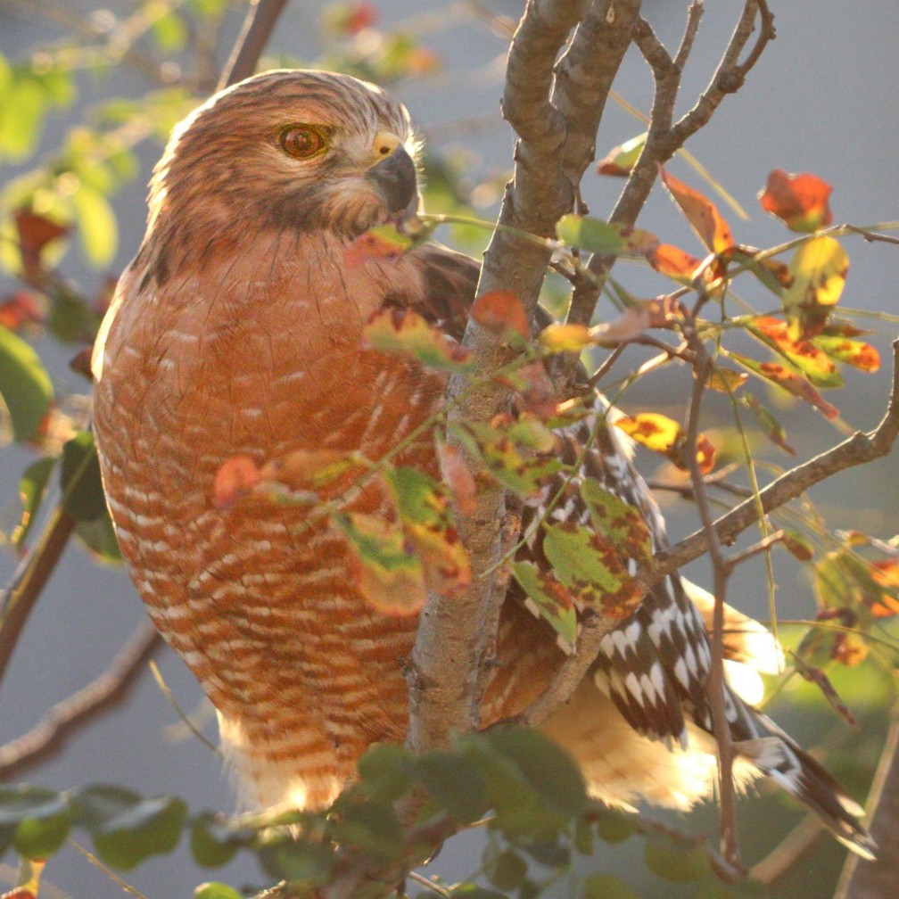 rødvingevåk - ML644157786