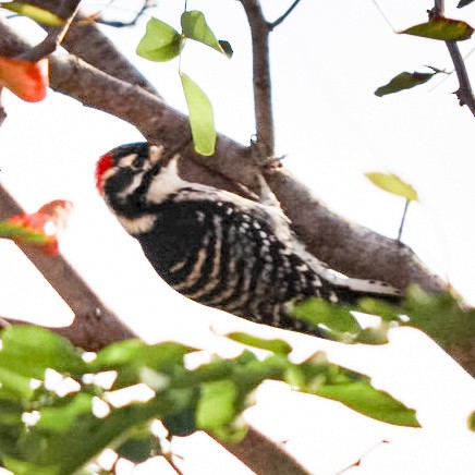 Nuttall's Woodpecker - ML644157796