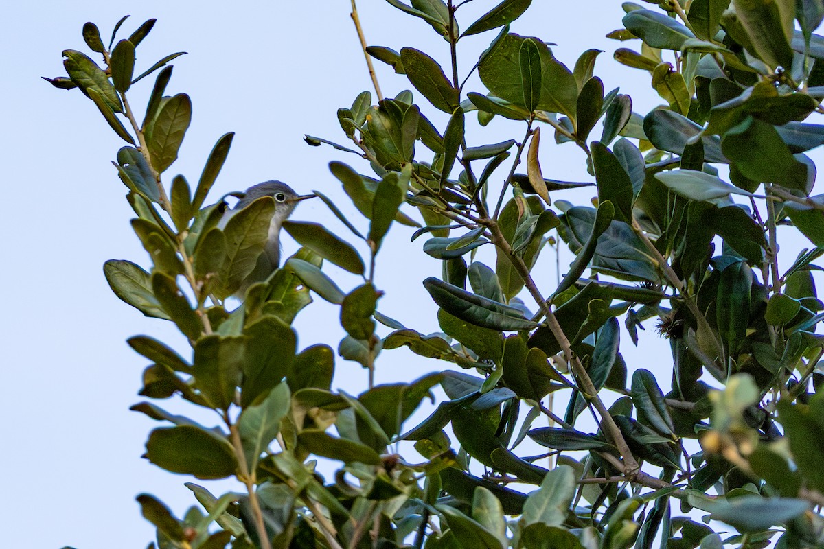Blue-gray Gnatcatcher - ML644157803
